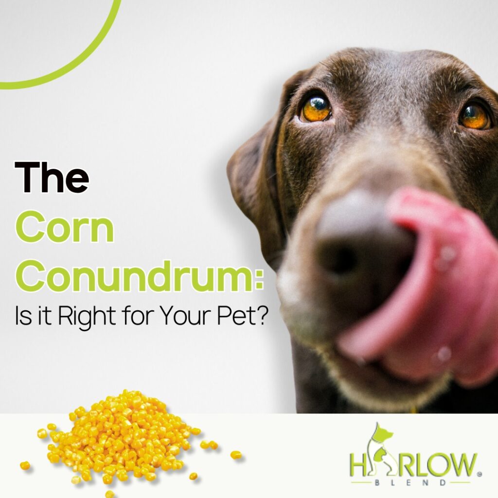 Is Corn Right for Your Pet? Here’s What You Need to Know.