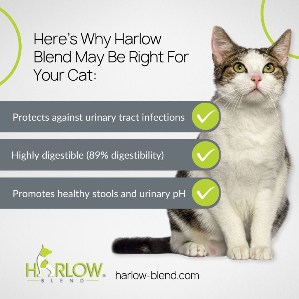 Why Harlow’s Blend Cat Recipes Are the Premium Choice for Your Feline