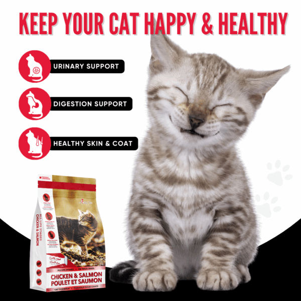 White and Blue Cat Playful Tips and Tricks Instagram Post White and Blue Cat Playful Tips and Tricks Instagram Post