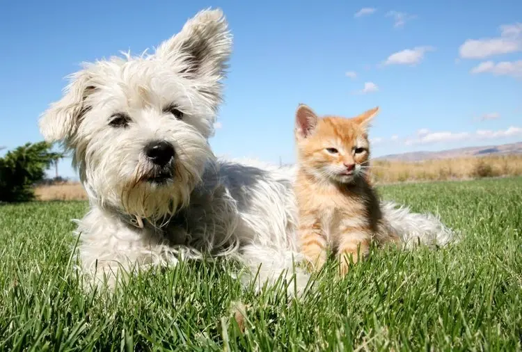 Pet Nutrition Education for healthier dogs and cats by Harlow Blend
