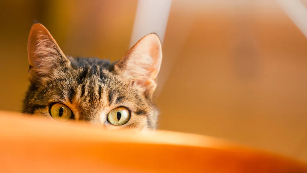 Cat breeder Canada