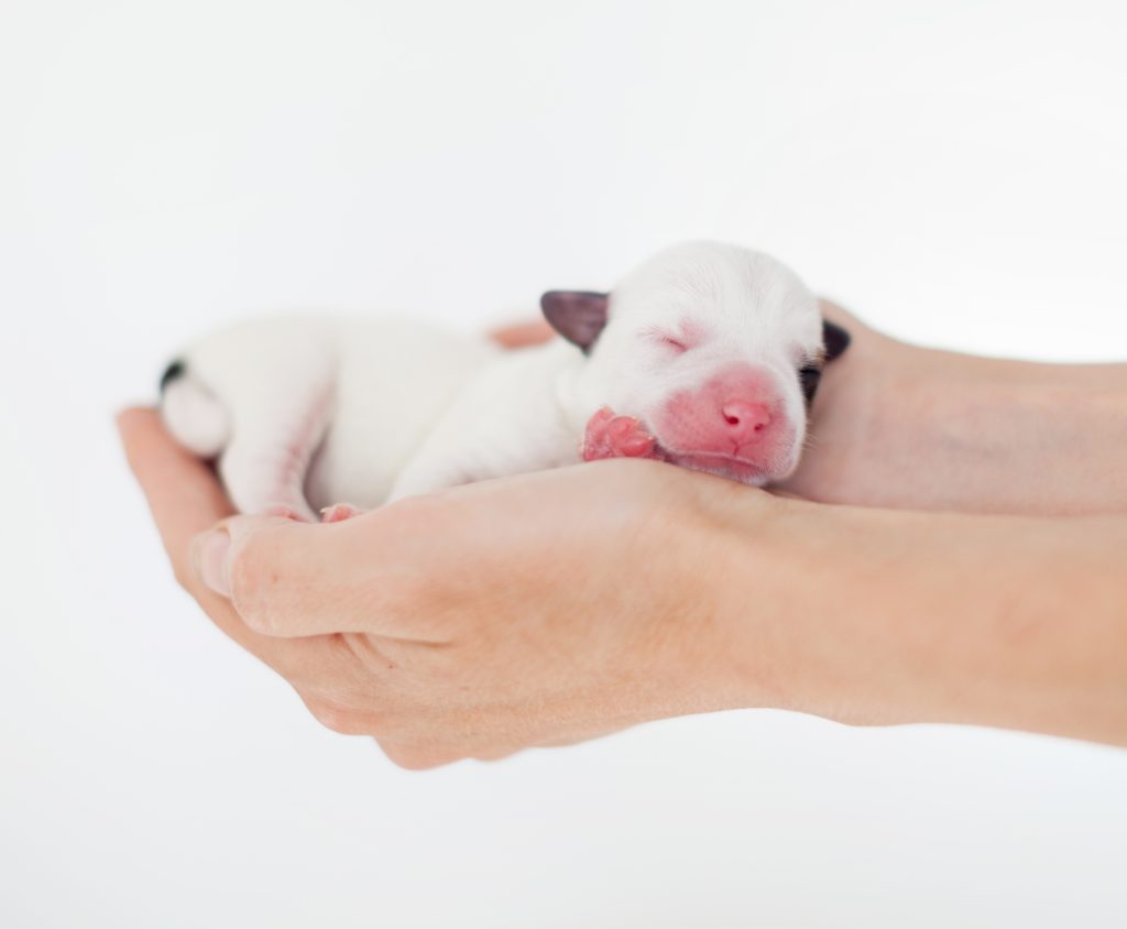 Dog Breeder Program Canada