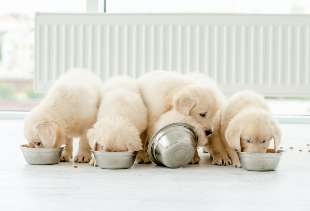 Dog Breeder Program Canada