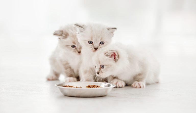 Cat Breeder Canada