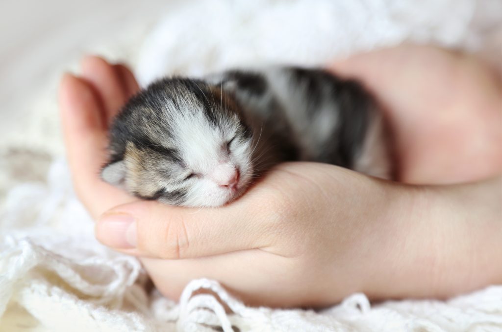 Cat Breeder Canada