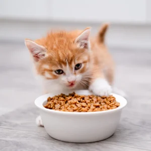 harlowblend dry cat food flexible feeding 1